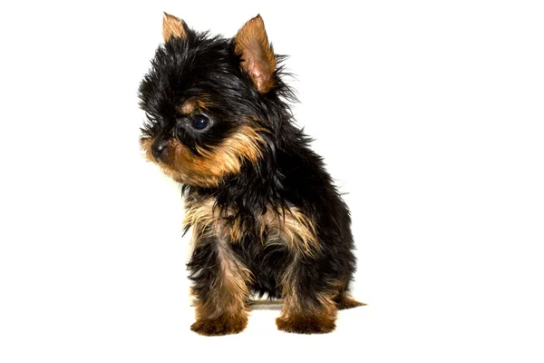 Yorkshire chiot terrier — Photo