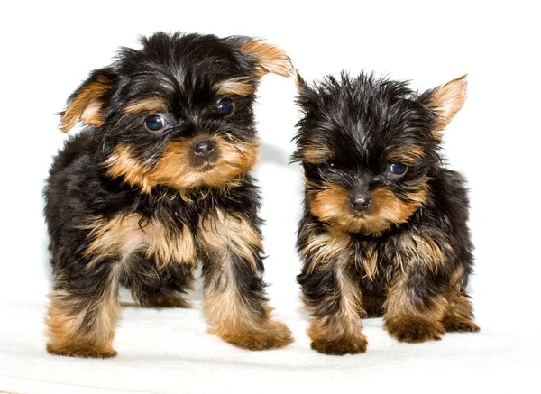 Yorkshire Terrier puppy — Stock Photo, Image