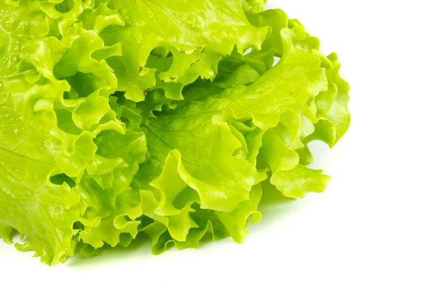 Листя свіжого салату ізольовані — стокове фото