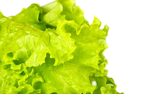 Leaf fresh lettuce isolated — Stock Photo, Image