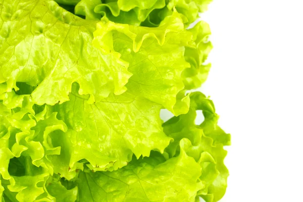 Blatt frischer Salat isoliert — Stockfoto