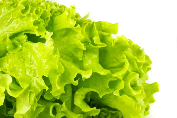 Elszigetelt friss saláta — Stock Fotó