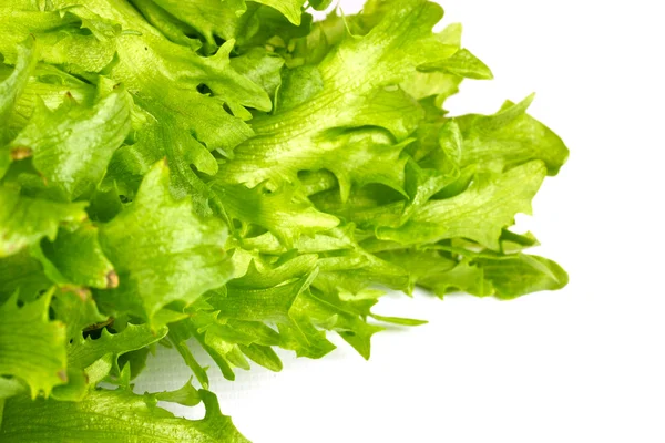 Stock image Leaf fresh salad isolated