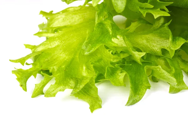 stock image Leaf fresh salad isolated