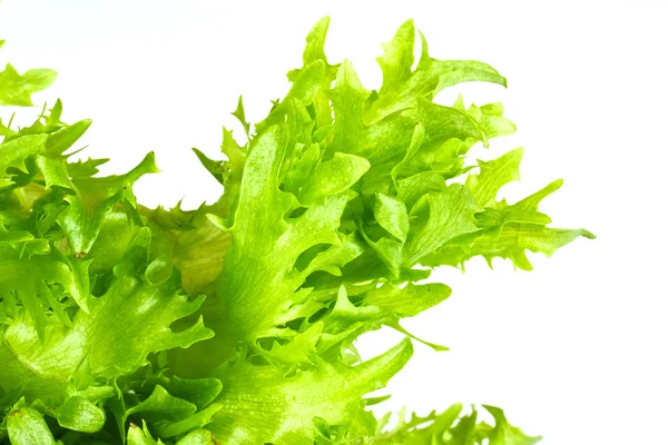 stock image Leaf fresh salad isolated