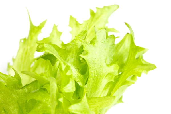 Leaf fresh salad isolated — Stock Photo, Image