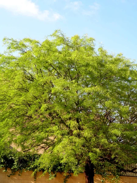 stock image Tree against the blue sky