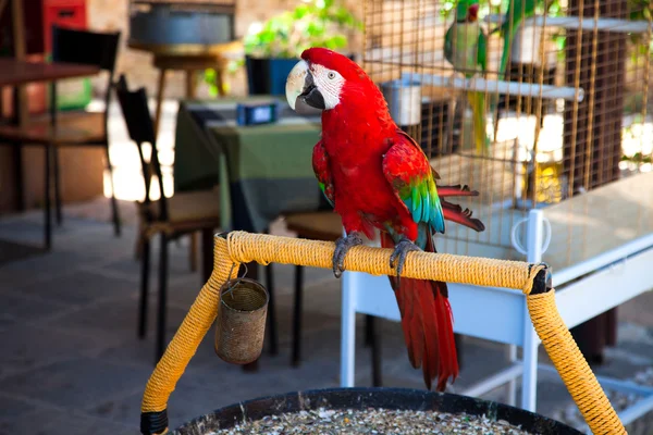 Rengarenk papağan kuş — Stok fotoğraf