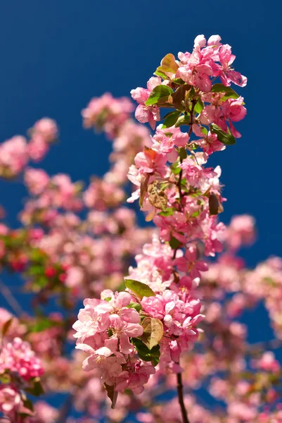 Яблоко цветет на фоне голубого неба — стоковое фото