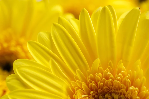 stock image Bright beautiful background of yellow flowers