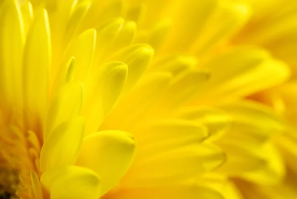 Heldere mooie achtergrond van gele bloemen — Stockfoto