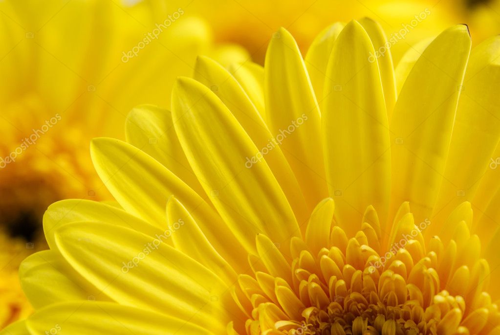 Bright beautiful background of yellow flowers — Stock Photo © kirsua