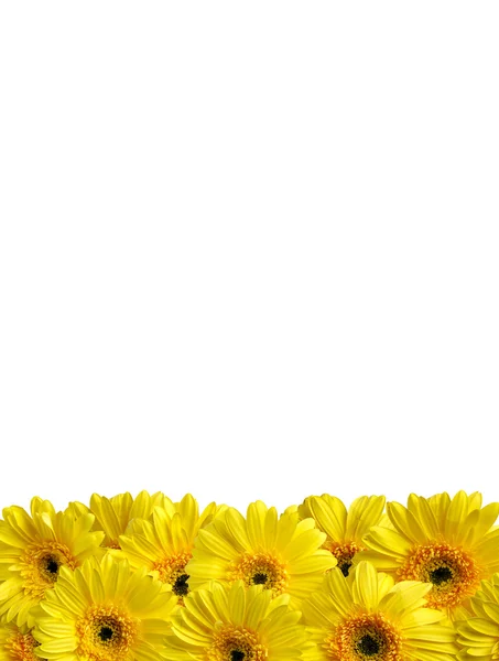Tło z żółte kwiaty — Zdjęcie stockowe