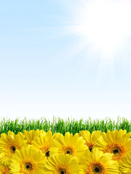 Achtergrond met groene gras en gele bloemen — Stockfoto