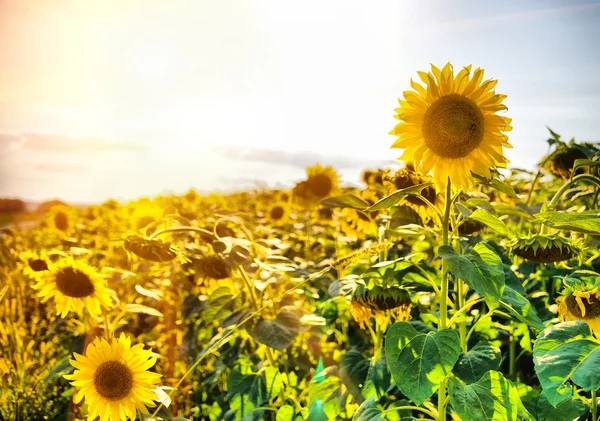 ひまわり畑写真素材 ロイヤリティフリーひまわり畑画像 Depositphotos