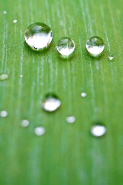 Green leaf with drops clipart