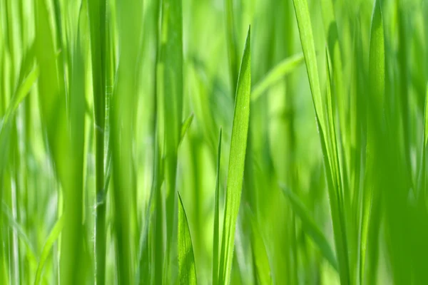 stock image Fresh green grass