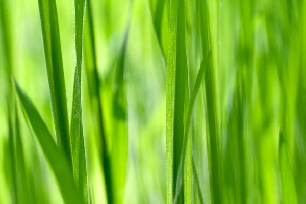 stock image Fresh green grass