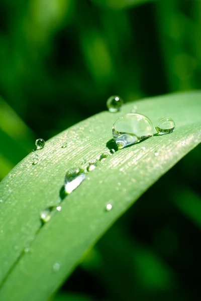 stock image Grass with drops