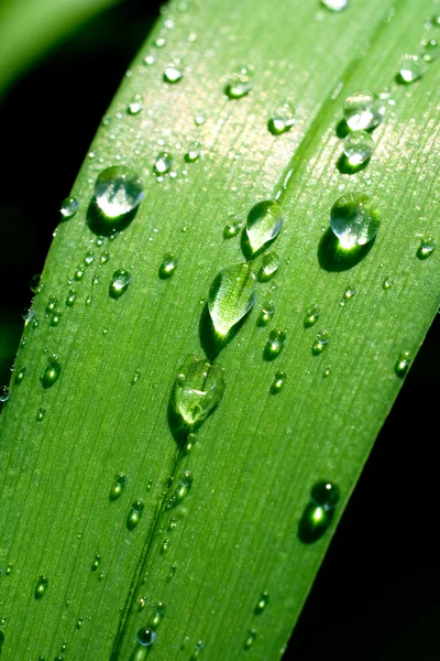 stock image Grass with drops