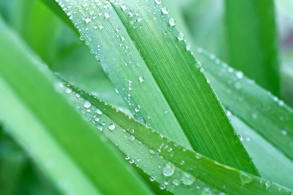 stock image Grass with drops