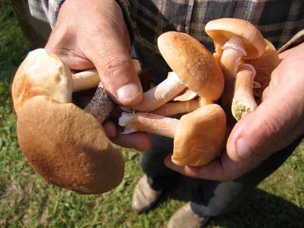 Едят грибы — стоковое фото