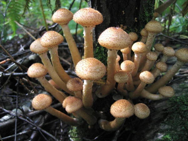 Медовые грибы, растущие на дереве — стоковое фото