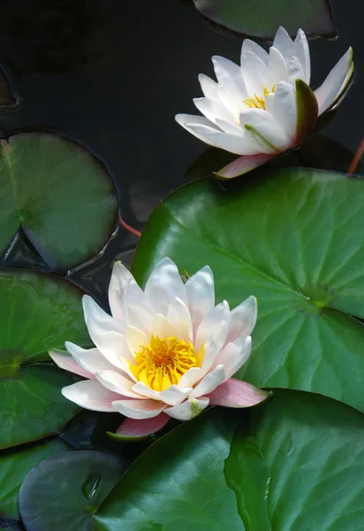 stock image Blooming water lilies