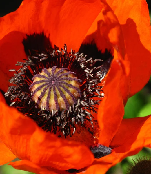 Blooming red poppy close up — Stock Photo, Image