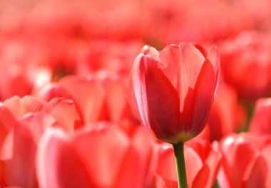 Beautiful red tulips clipart