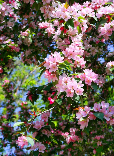 stock image Branch of a blossoming tree