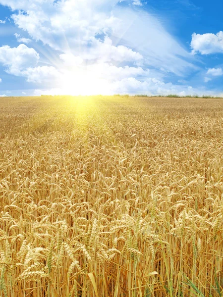 Grain veld en zonnige dag — Stockfoto