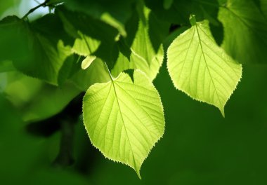 Green foliage glowing in sunlight clipart