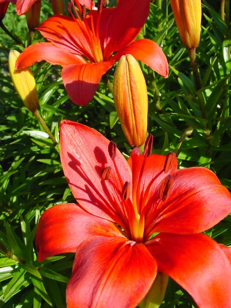 Güzel kırmızı zambak çiçeği — Stok fotoğraf