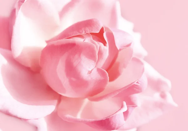 柔和的粉色玫瑰 — 图库照片