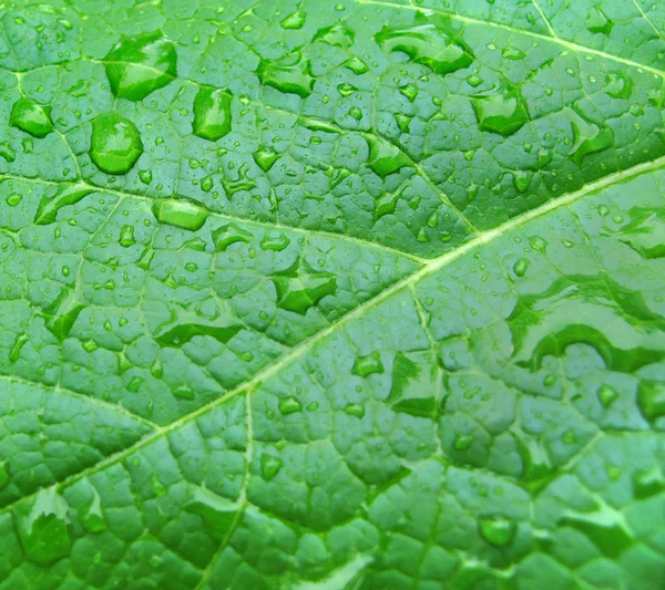 Краплі на зеленому листі — стокове фото