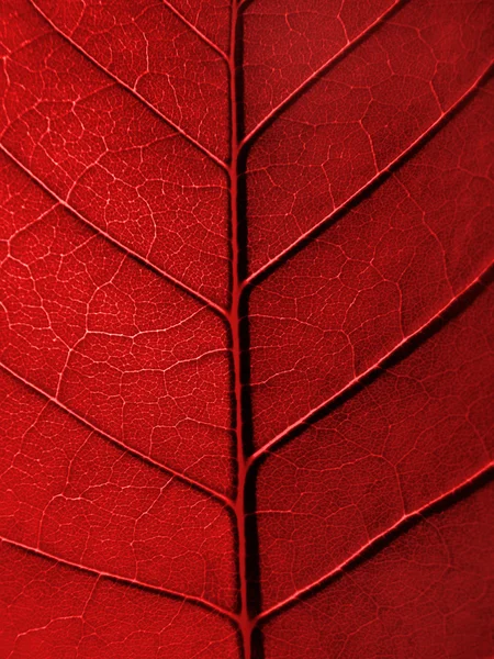 Textura de hoja roja — Foto de Stock