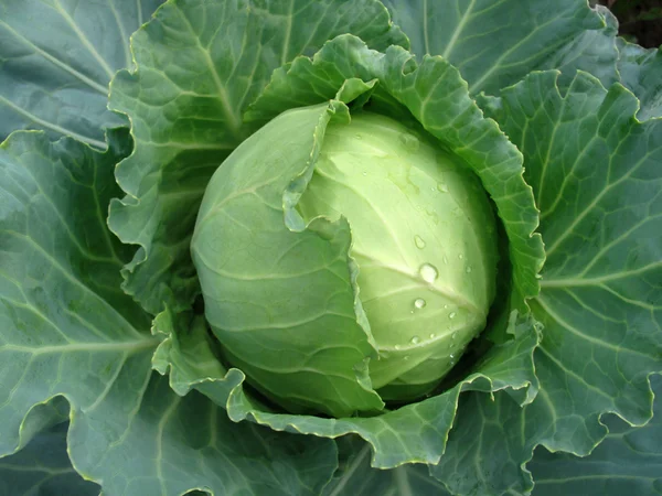 stock image Head of cabbage