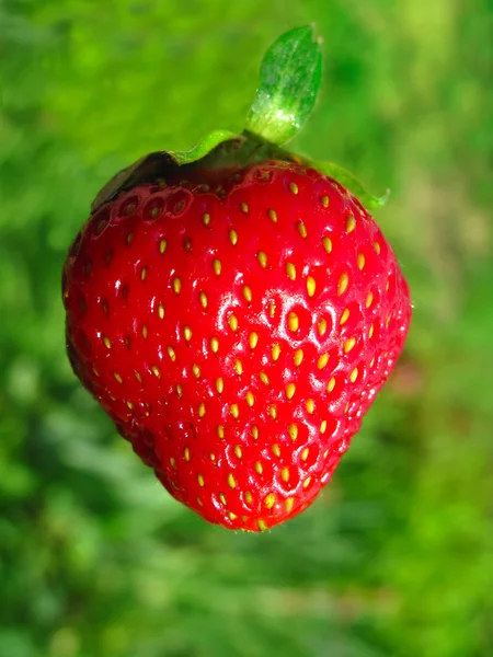 stock image Strawberry