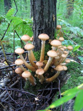 Oney mushrooms growing at tree clipart