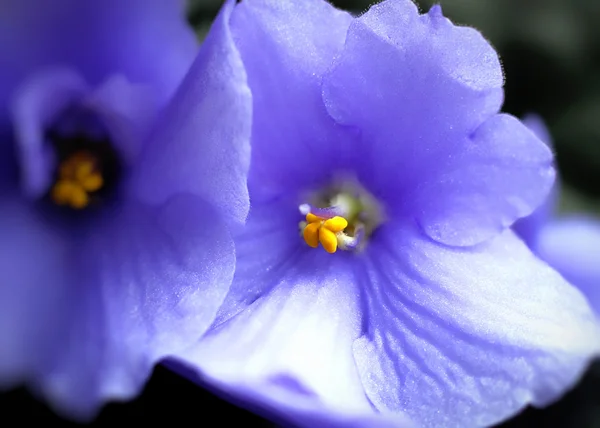 Lindas flores violetas — Fotografia de Stock