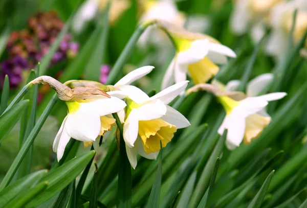 Vackra påskliljor — Stockfoto
