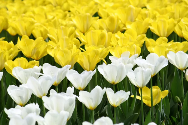 Tulips background — Stock Photo, Image