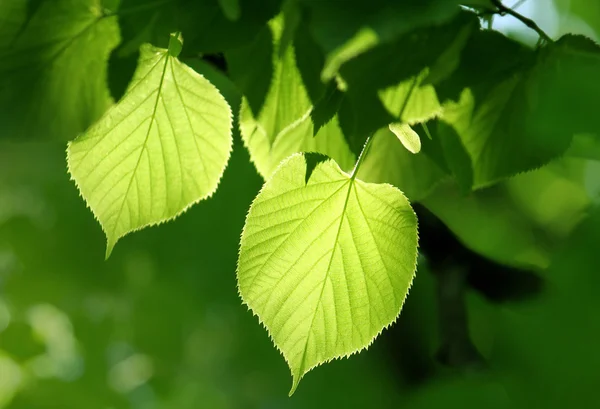 Зеленая листва светится на солнце — стоковое фото