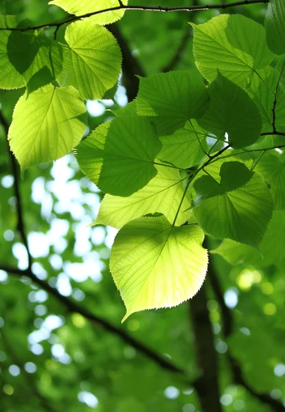 Wiosną świeżych liści — Zdjęcie stockowe