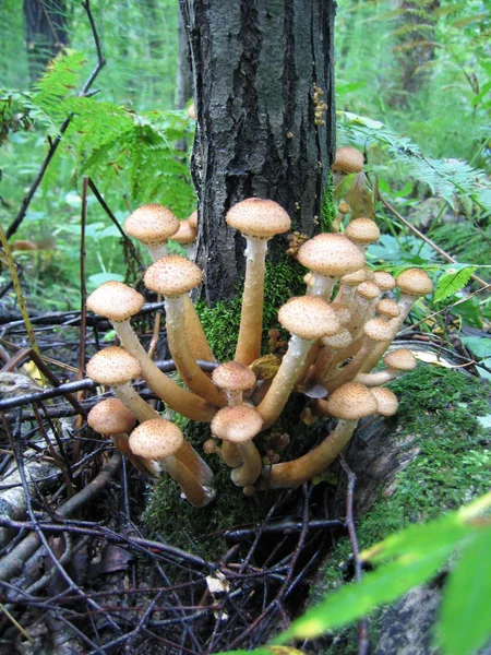 Oney mushrooms growing at tree — Stock Photo, Image