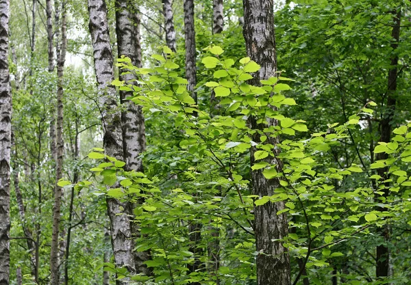 Stock image Birch trees in a summer forest