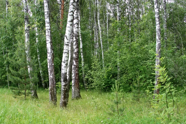Berkenbomen in een forest — Stockfoto