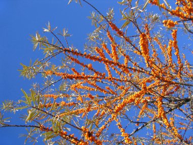 Sea buckthorn berries clipart