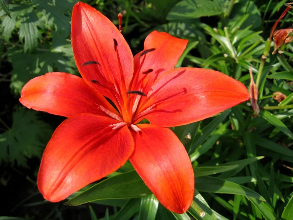 stock image Beautiful red lily